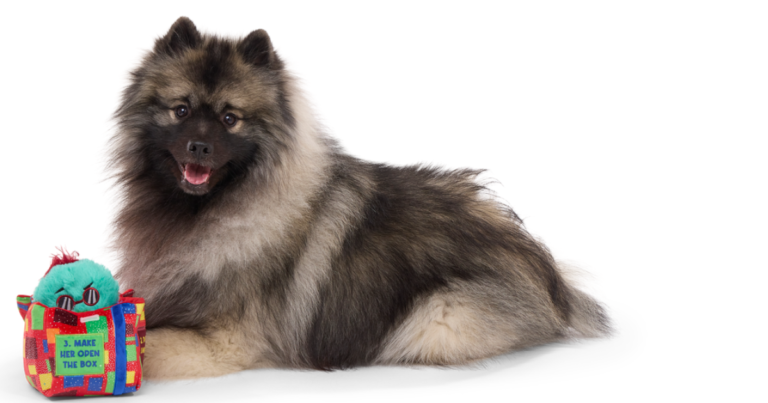 Bark presenta nuevo juguete para perros con licencia de Saturday Night Live